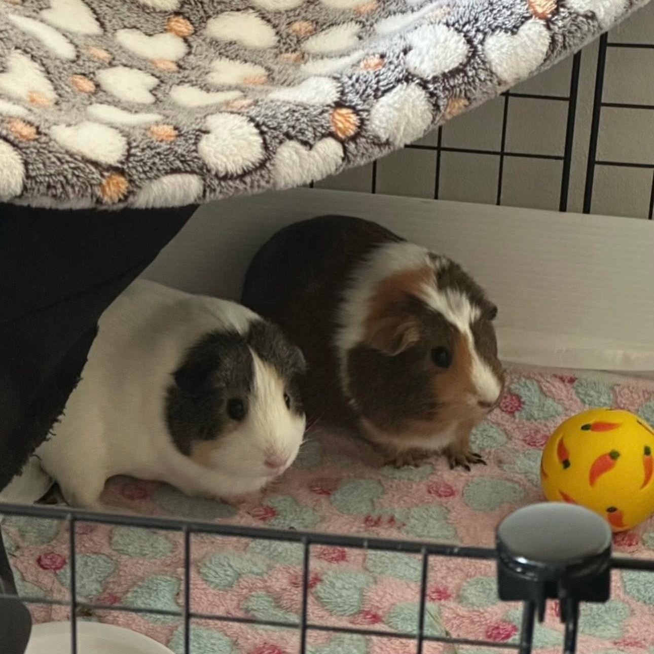 Enlarge **COURTESY LISTING** Cocoa and Mochi, a Adoptable Guinea Pig in Moscow, ID image 3/6