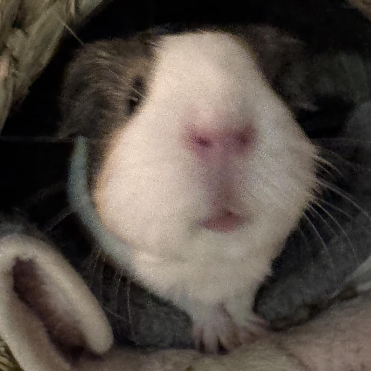 Enlarge **COURTESY LISTING** Cocoa and Mochi, a Adoptable Guinea Pig in Moscow, ID image 4/6