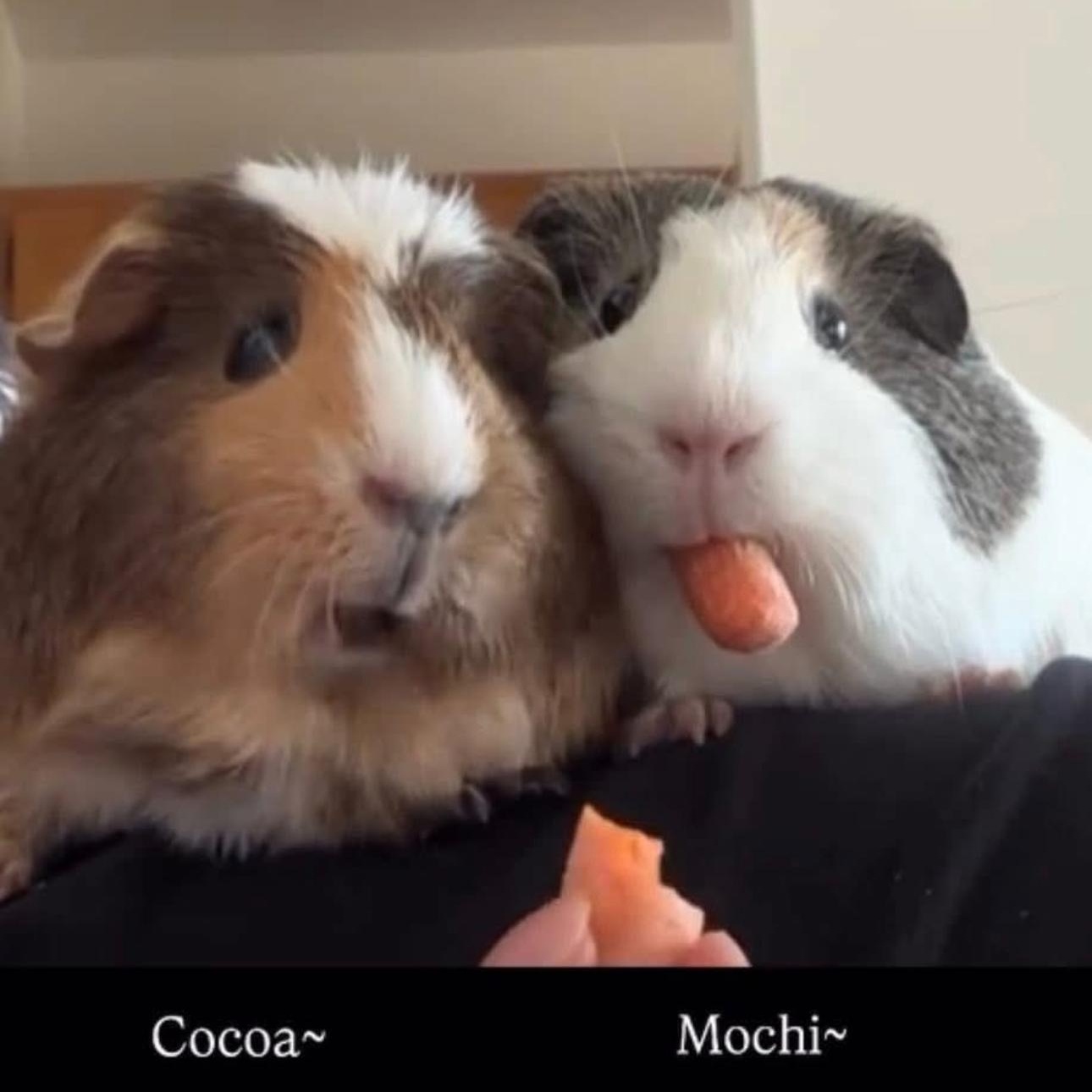 Enlarge **COURTESY LISTING** Cocoa and Mochi, a Adoptable Guinea Pig in Moscow, ID image 1/6