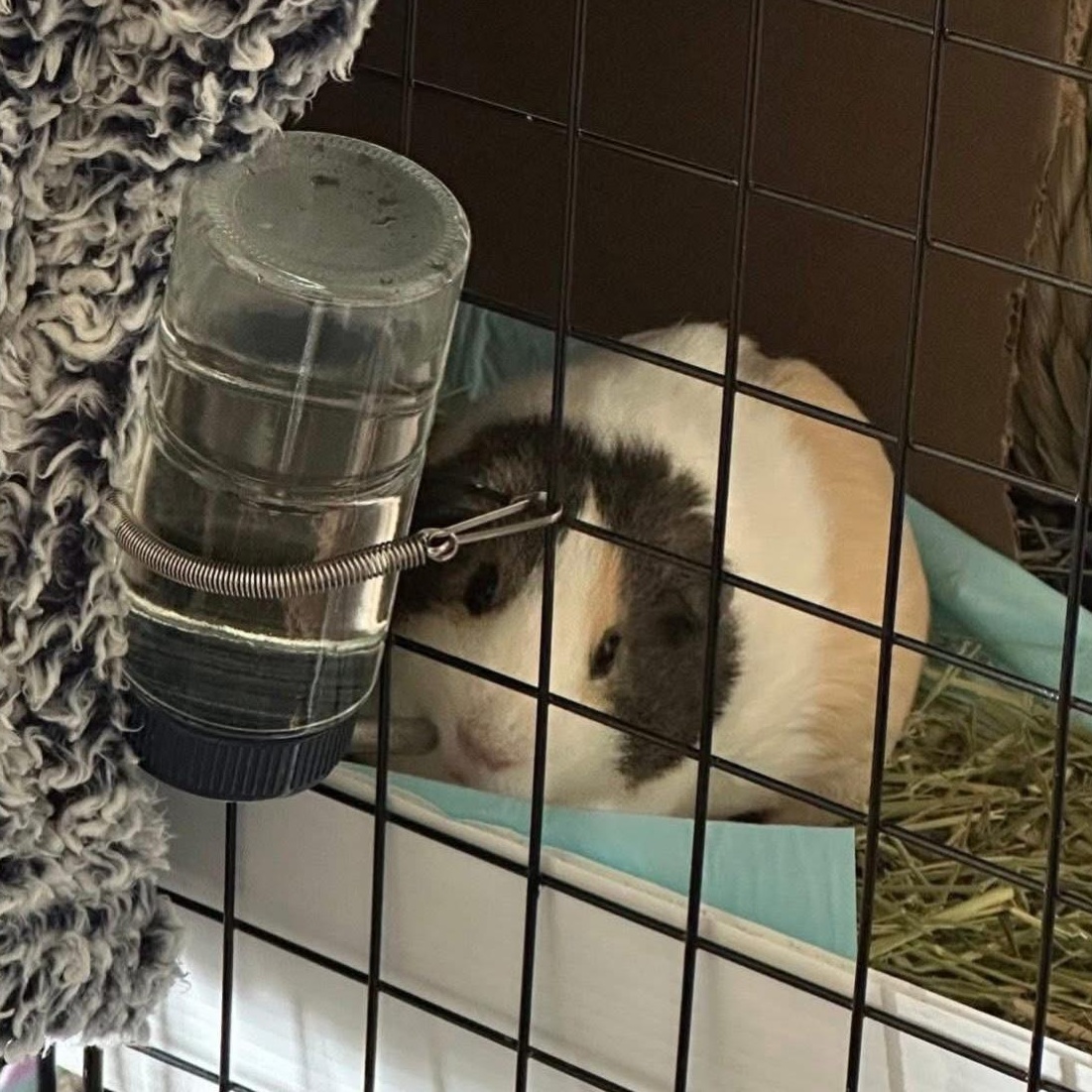 Enlarge **COURTESY LISTING** Cocoa and Mochi, a Adoptable Guinea Pig in Moscow, ID image 6/6