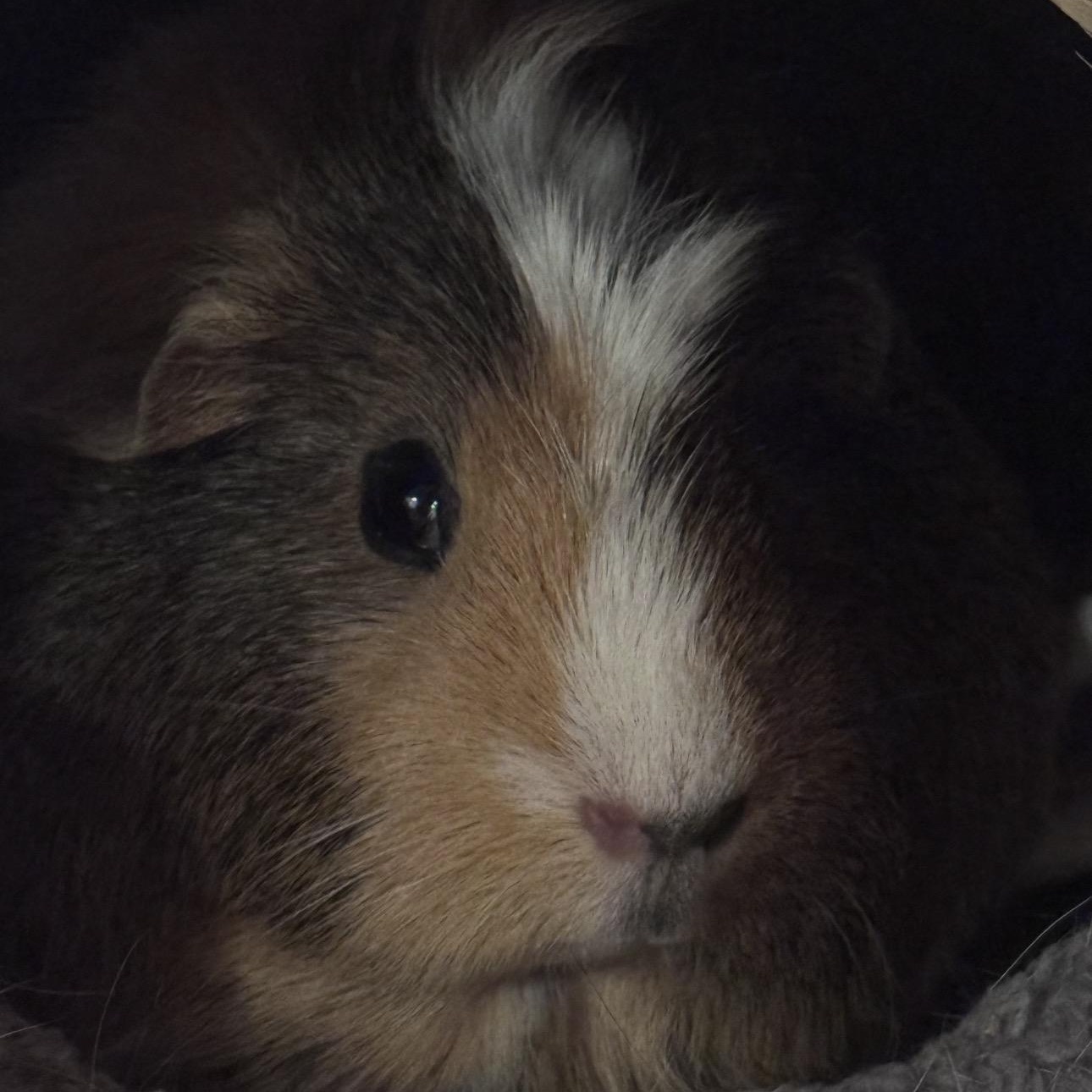 Enlarge **COURTESY LISTING** Cocoa and Mochi, a Adoptable Guinea Pig in Moscow, ID image 5/6