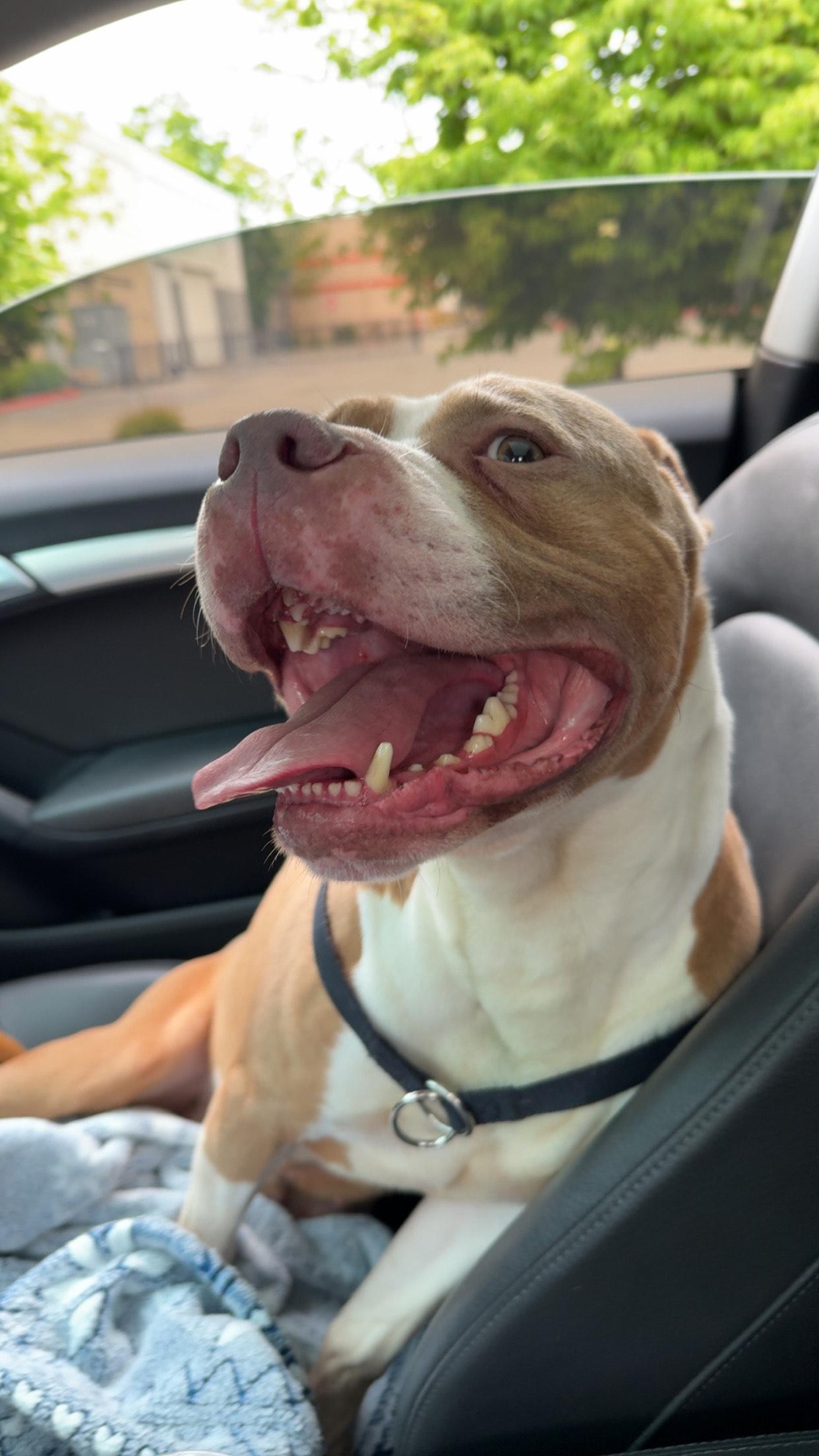 Kind-hearted Kilo, Adopted, Adult Male Pit Bull Terrier & American Bully.