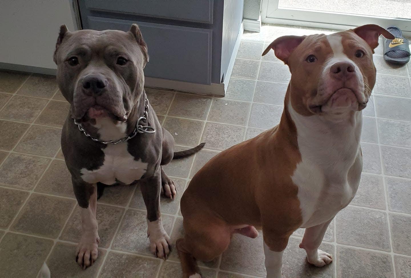 Enlarge Kind-hearted Kilo, a Adopted mixed breed in Issaquah, WA image 2/6