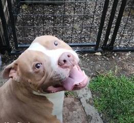 Enlarge Kind-hearted Kilo, a Adopted mixed breed in Issaquah, WA image 3/6