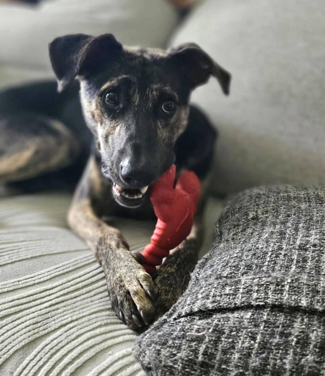 Enlarge Oakley, a Adopted Dutch Shepherd in Monroe, NC image 4/5
