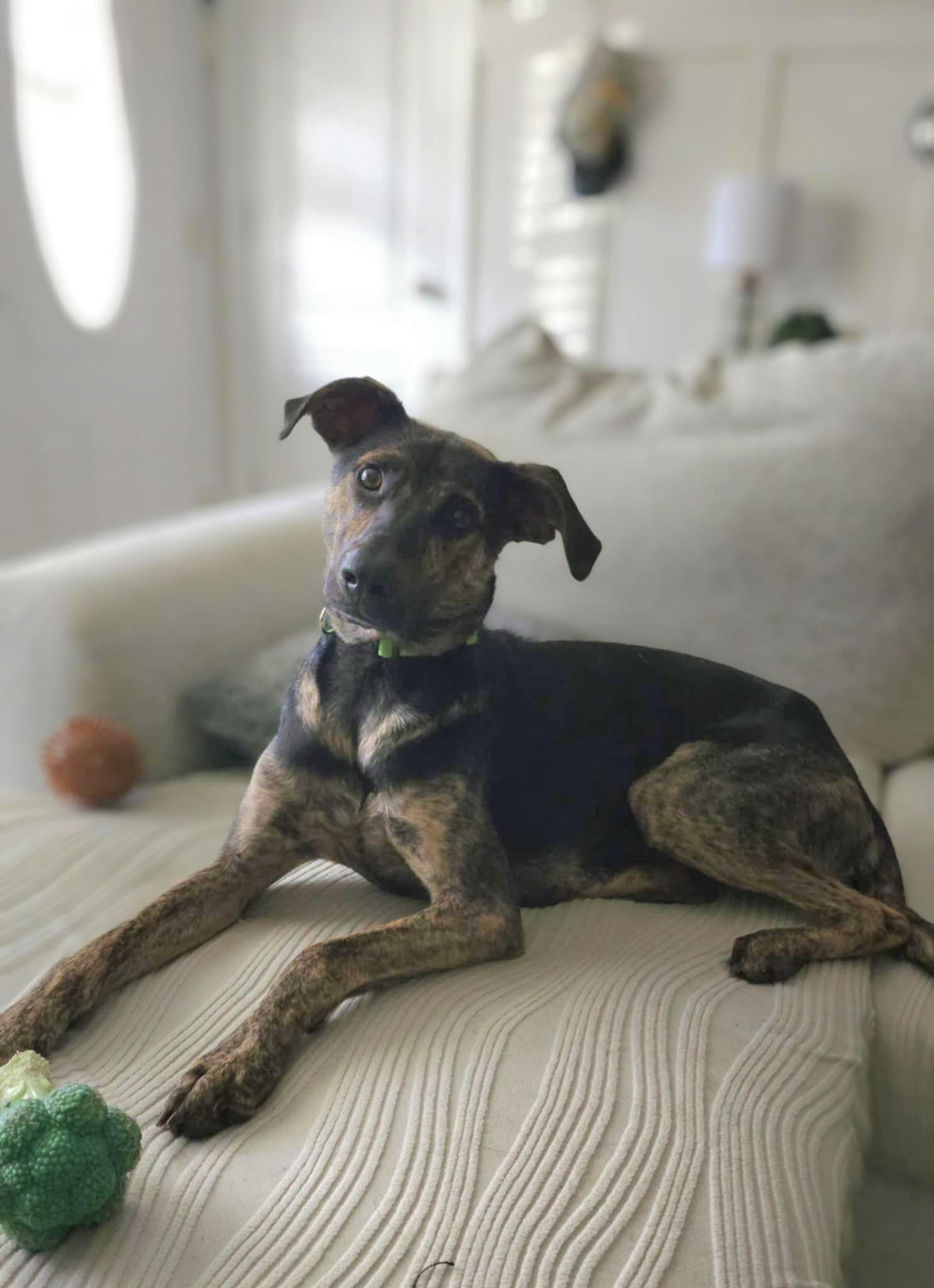 Enlarge Oakley, a Adopted Dutch Shepherd in Monroe, NC image 1/5