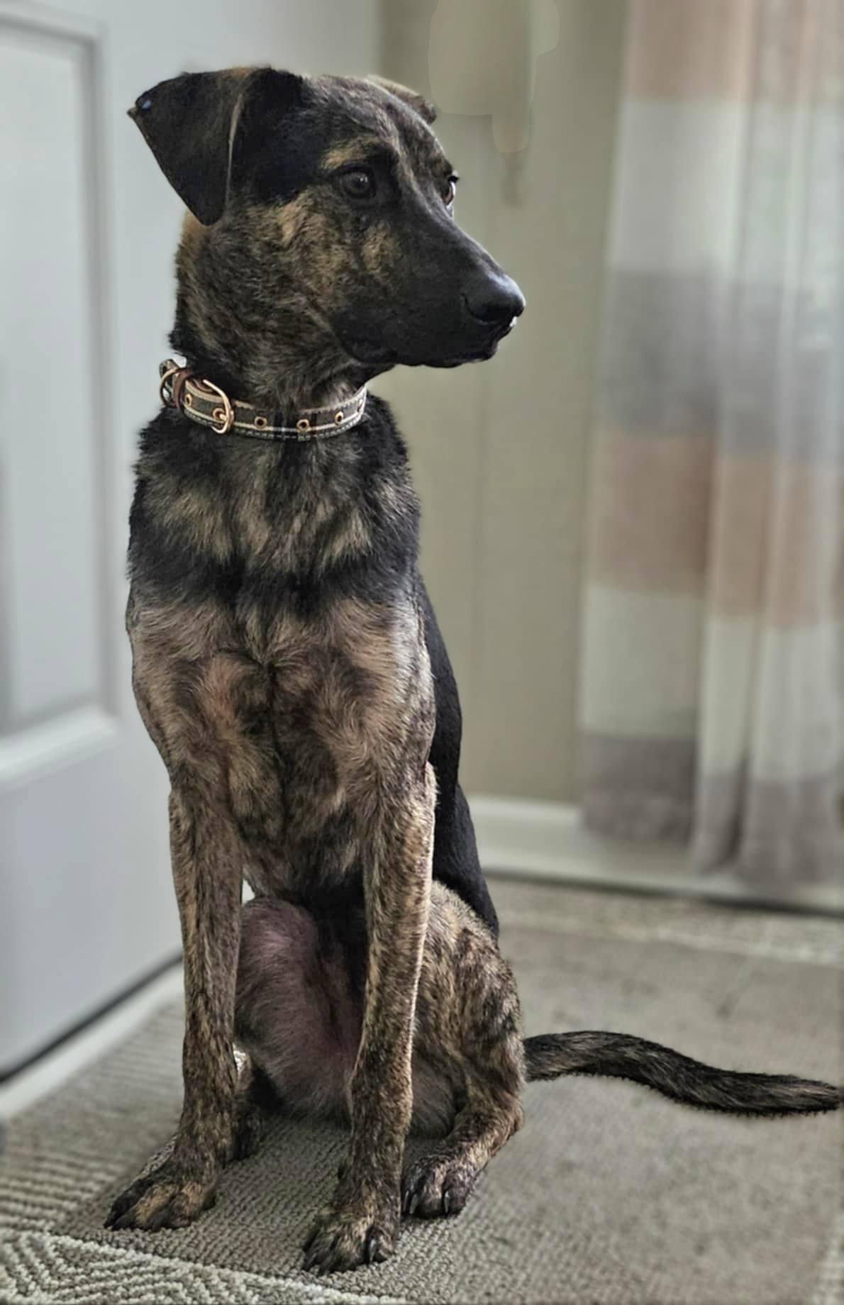 Enlarge Oakley, a Adopted Dutch Shepherd in Monroe, NC image 3/5