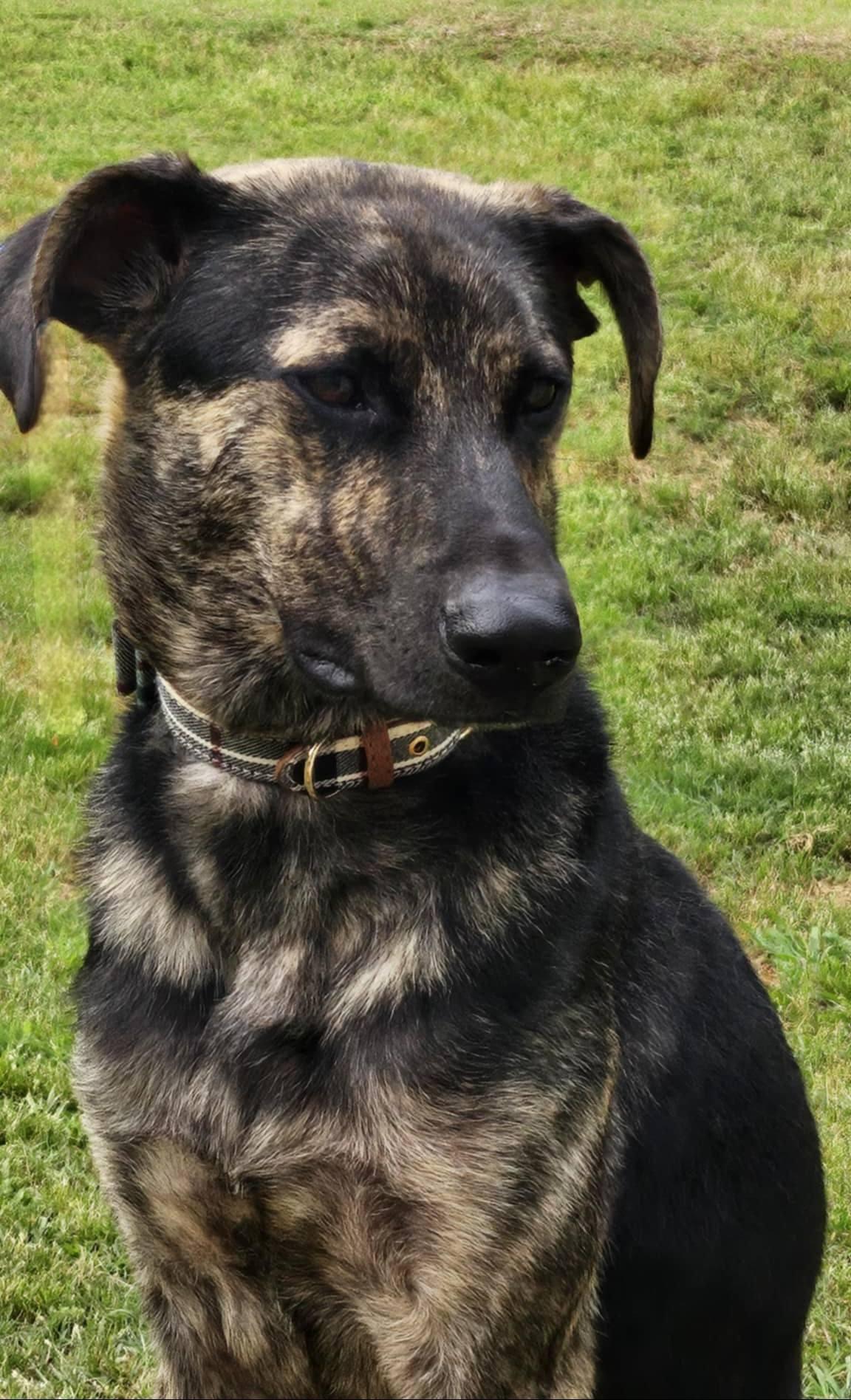 Enlarge Oakley, a Adopted Dutch Shepherd in Monroe, NC image 2/5