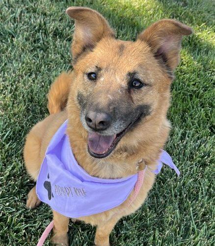 Ellie, Adoptable, Adult Female Shepherd & Mixed Breed.