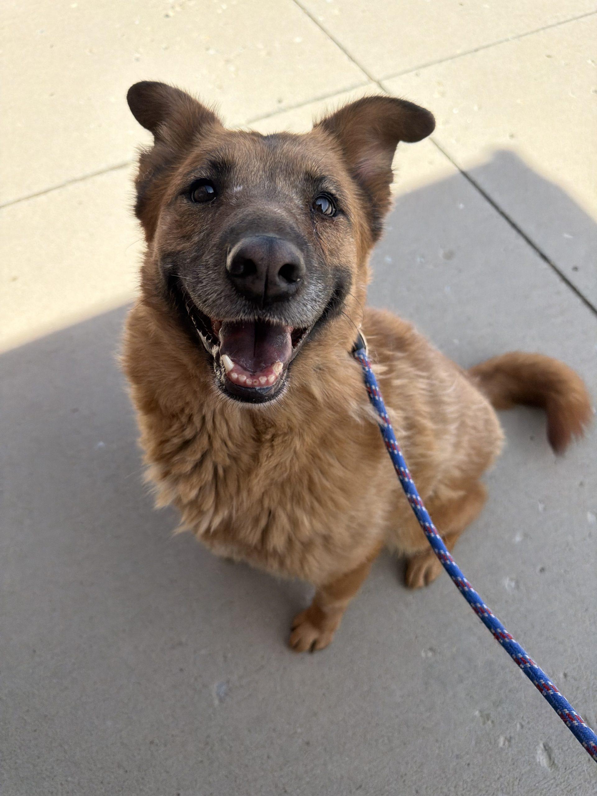 Ellie, a Adoptable mixed breed in Grand Junction, CO image 2/6