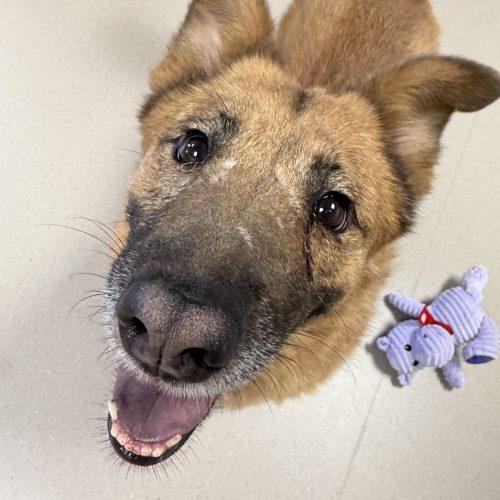 Ellie, a Adoptable mixed breed in Grand Junction, CO image 3/6