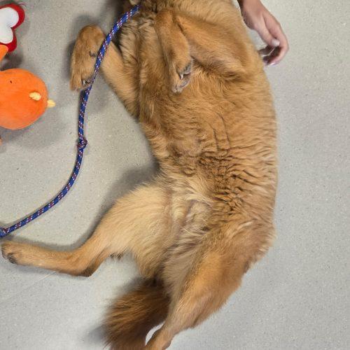 Ellie, a Adoptable mixed breed in Grand Junction, CO image 4/6