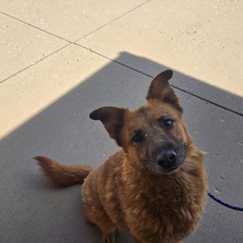 Ellie, a Adoptable mixed breed in Grand Junction, CO image 5/6