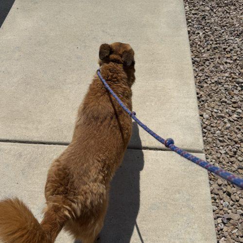 Ellie, a Adoptable mixed breed in Grand Junction, CO image 6/6