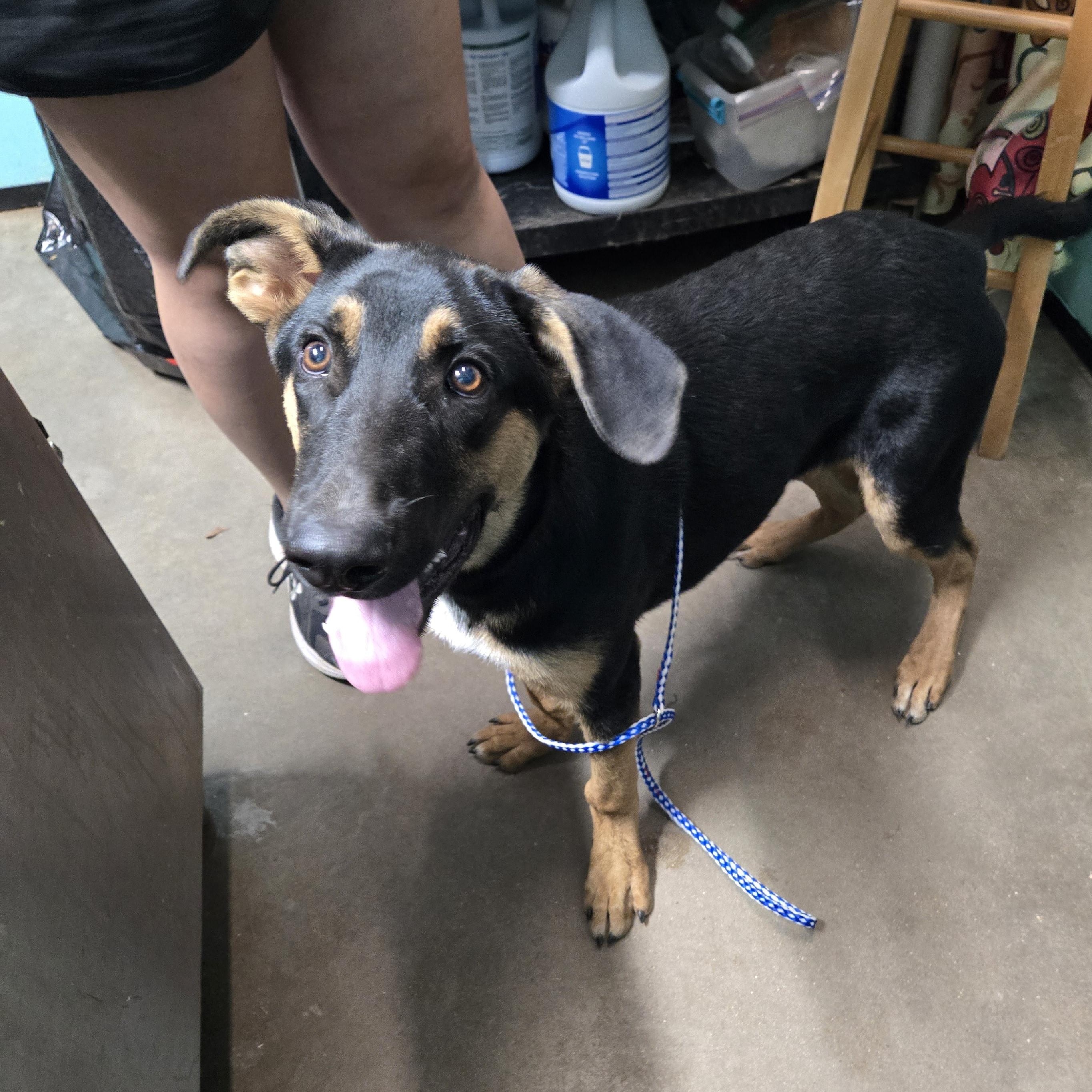 Azubah, Adoptable, Young Male German Shepherd Dog & Mixed Breed.