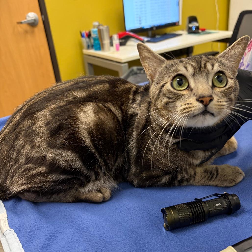 Stray 05/15/26 A64753, Adoptable, Young Male Domestic Short Hair.