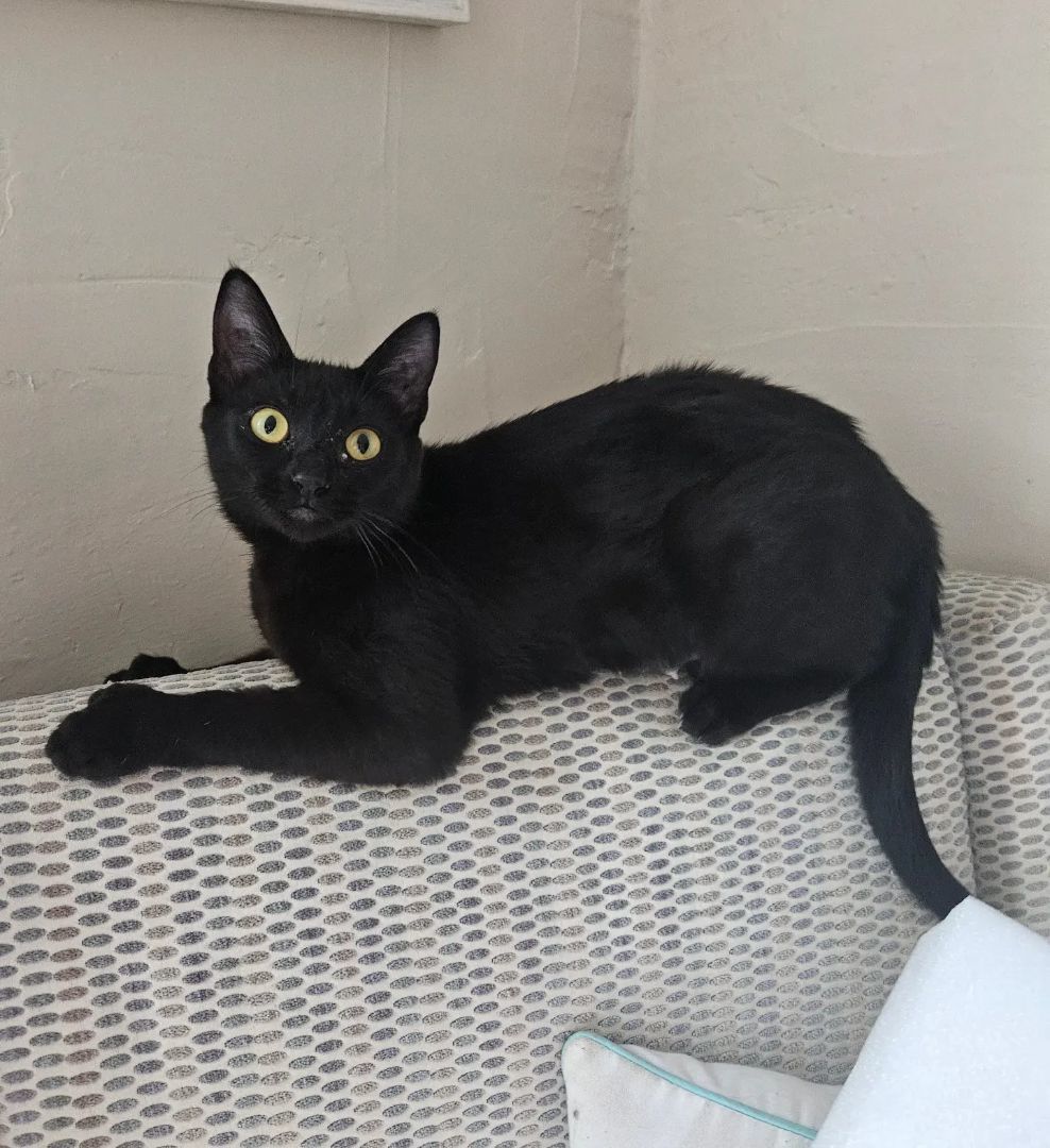 Shadow, Adopted, Adult Female Domestic Short Hair & Bombay.