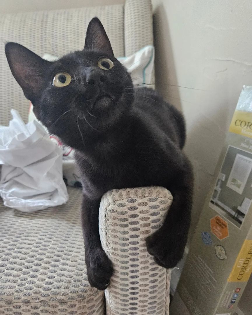 Shadow, a Adopted mixed breed in WINLOCK, WA image 3/12