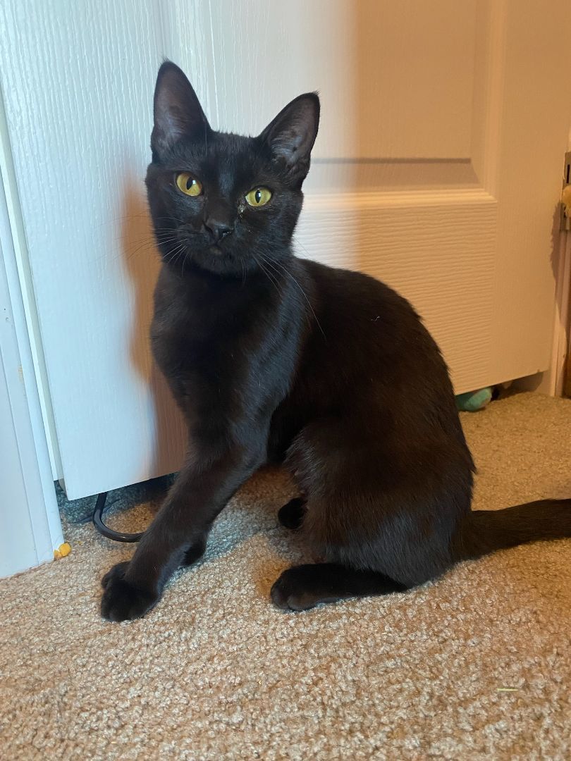 Shadow, a Adopted mixed breed in WINLOCK, WA image 4/12