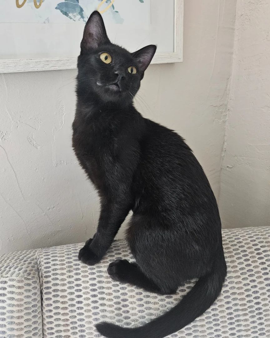 Shadow, a Adopted mixed breed in WINLOCK, WA image 5/12