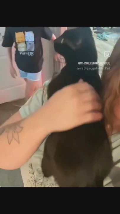 Enlarge Shadow, a Adopted mixed breed in WINLOCK, WA video 11/12