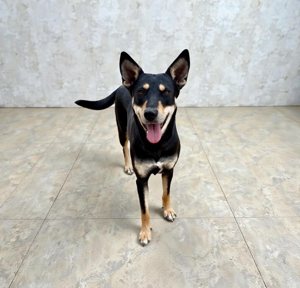 Terra, Adoptable, Adult Female Mixed Breed.