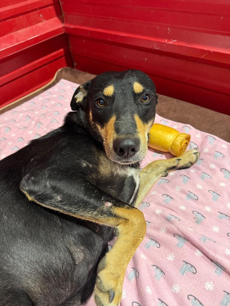 Enlarge Terra, a Adoptable mixed breed in Alvin, TX image 2/3