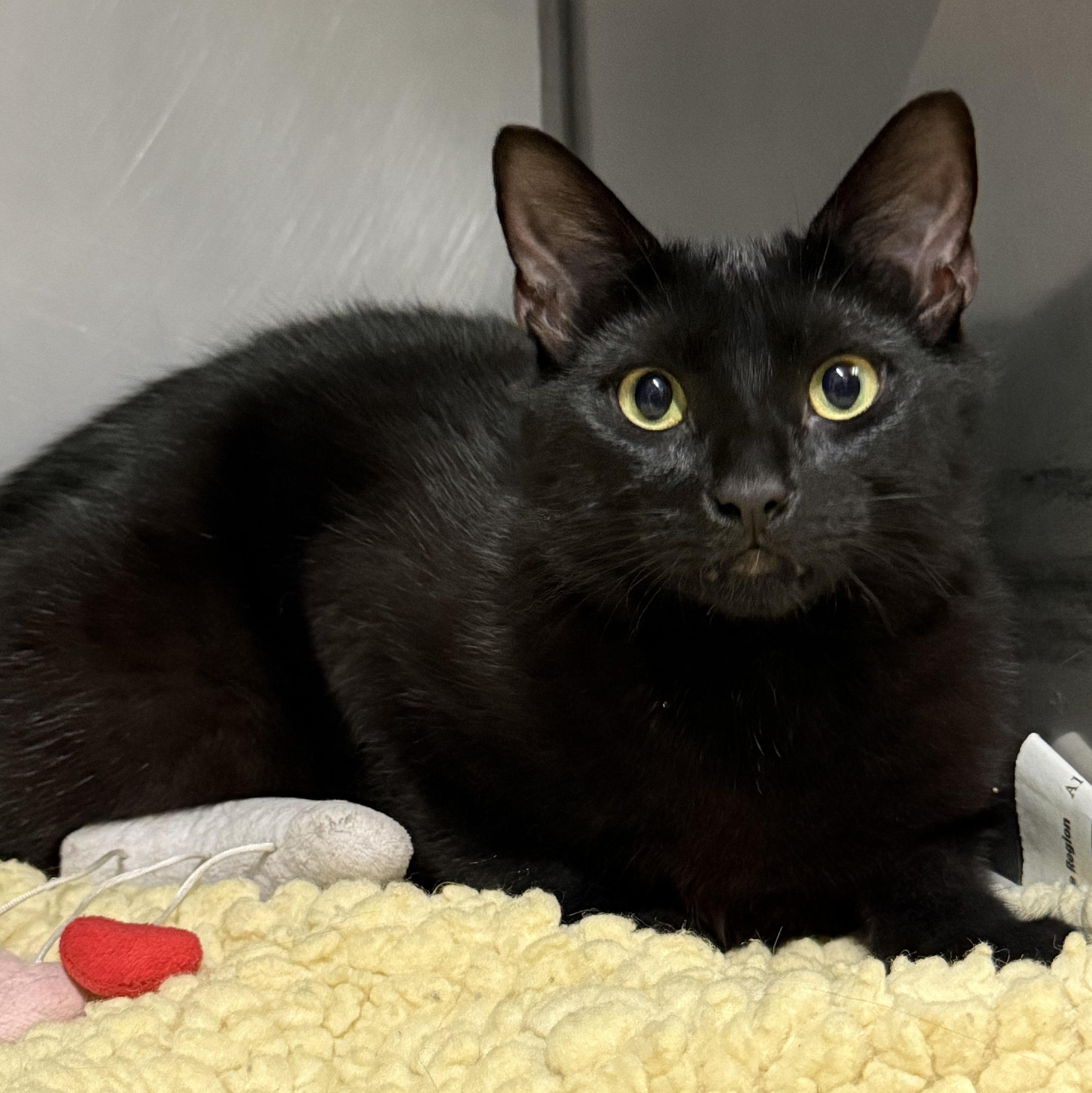 George, a Adoptable Domestic Short Hair in Exeter, RI image 2/4