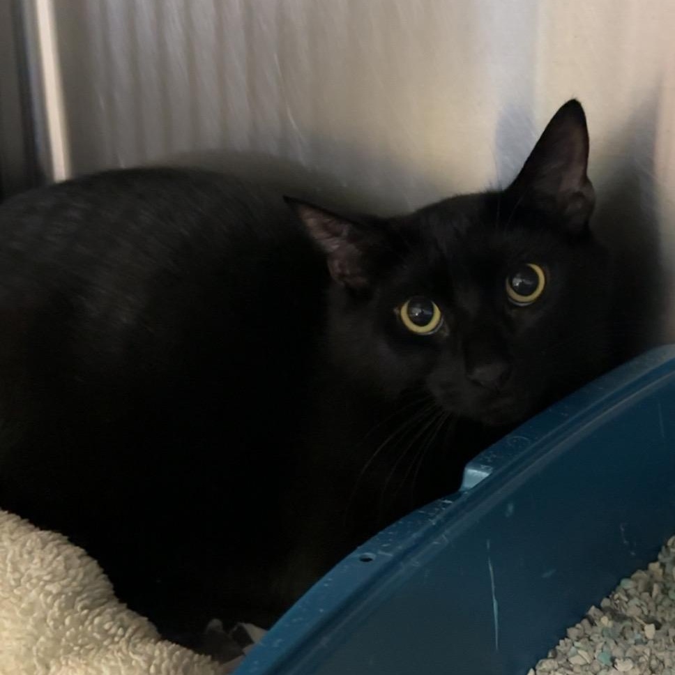 George, a Adoptable Domestic Short Hair in Exeter, RI image 3/4