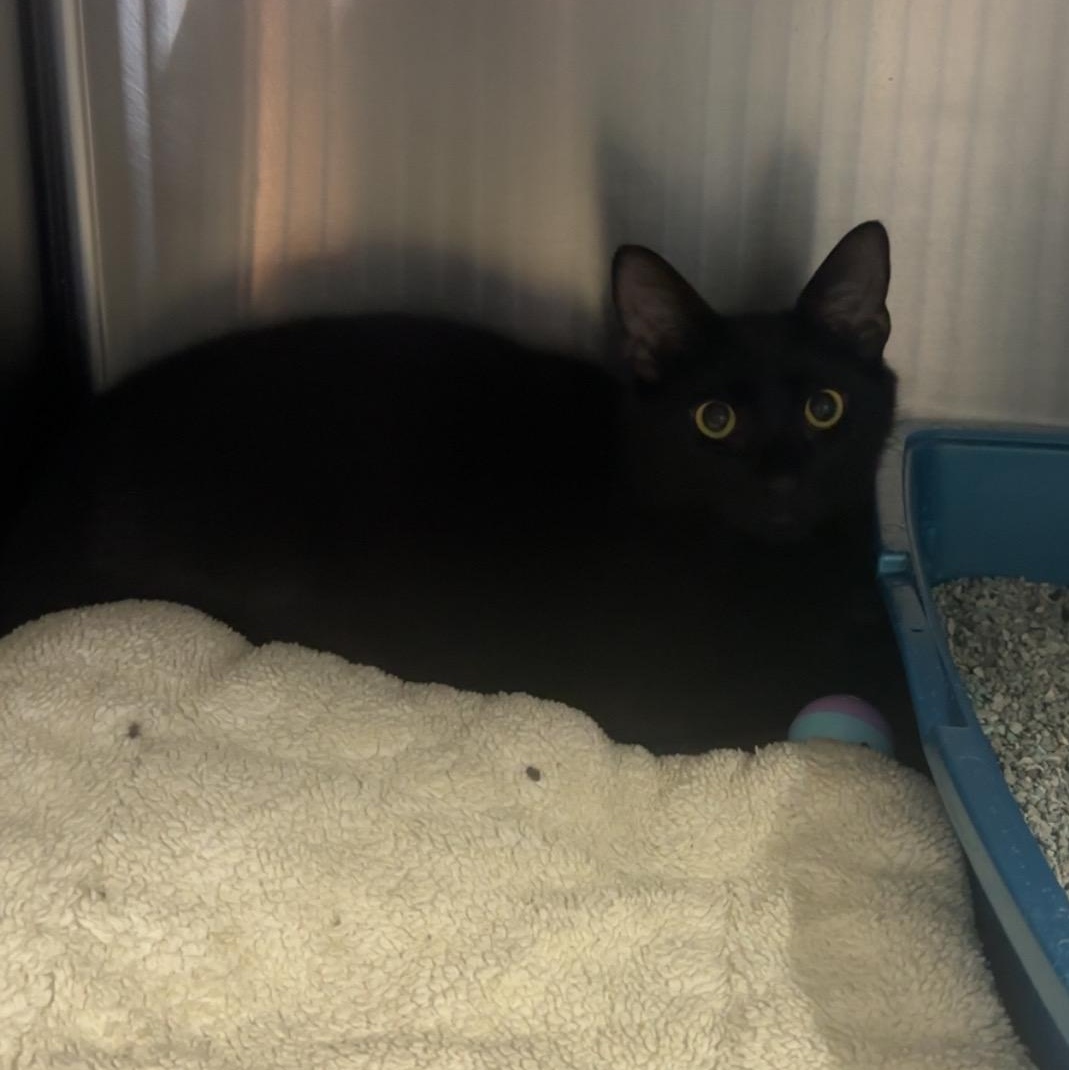 George, a Adoptable Domestic Short Hair in Exeter, RI image 4/4