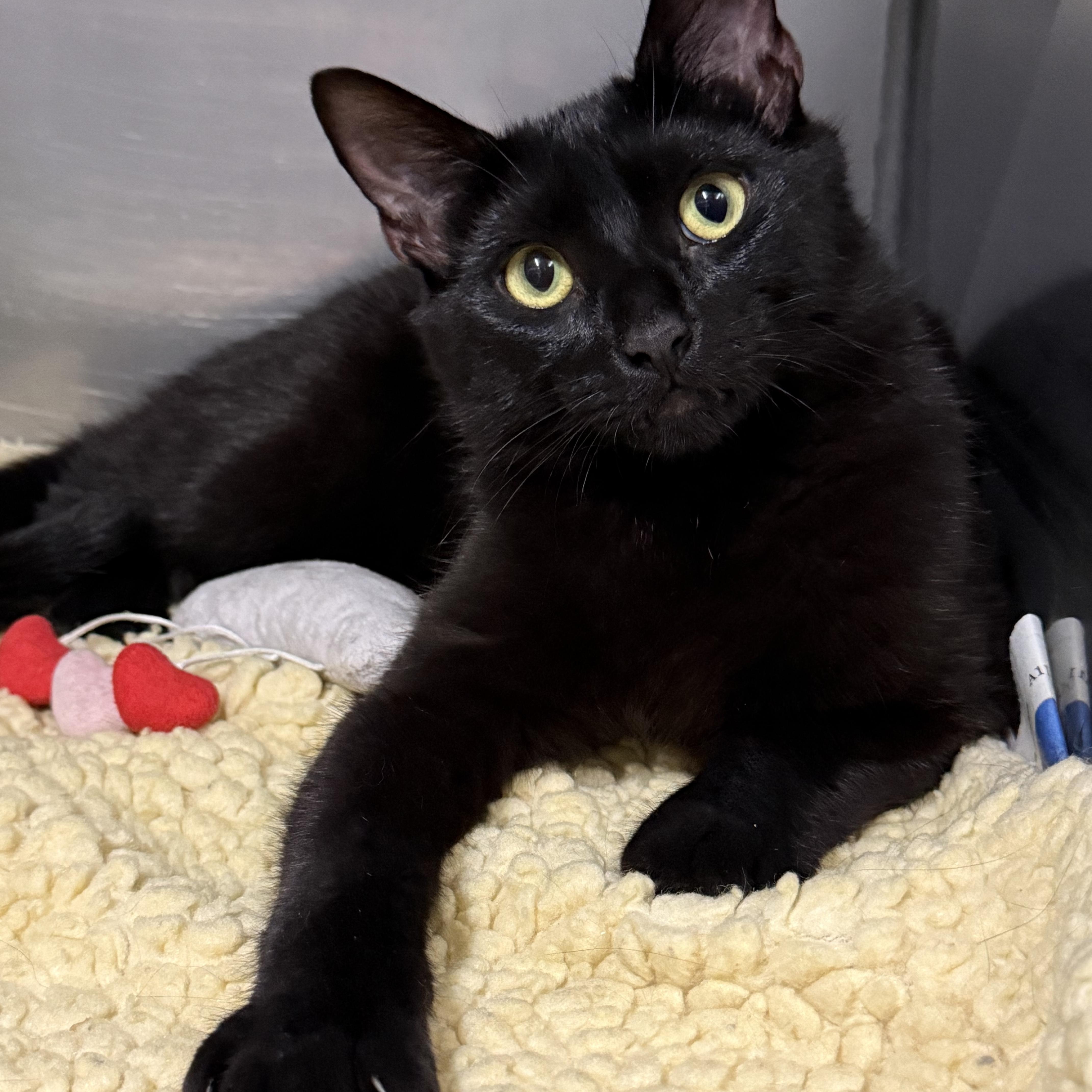 George, a Adoptable Domestic Short Hair in Exeter, RI image 1/4
