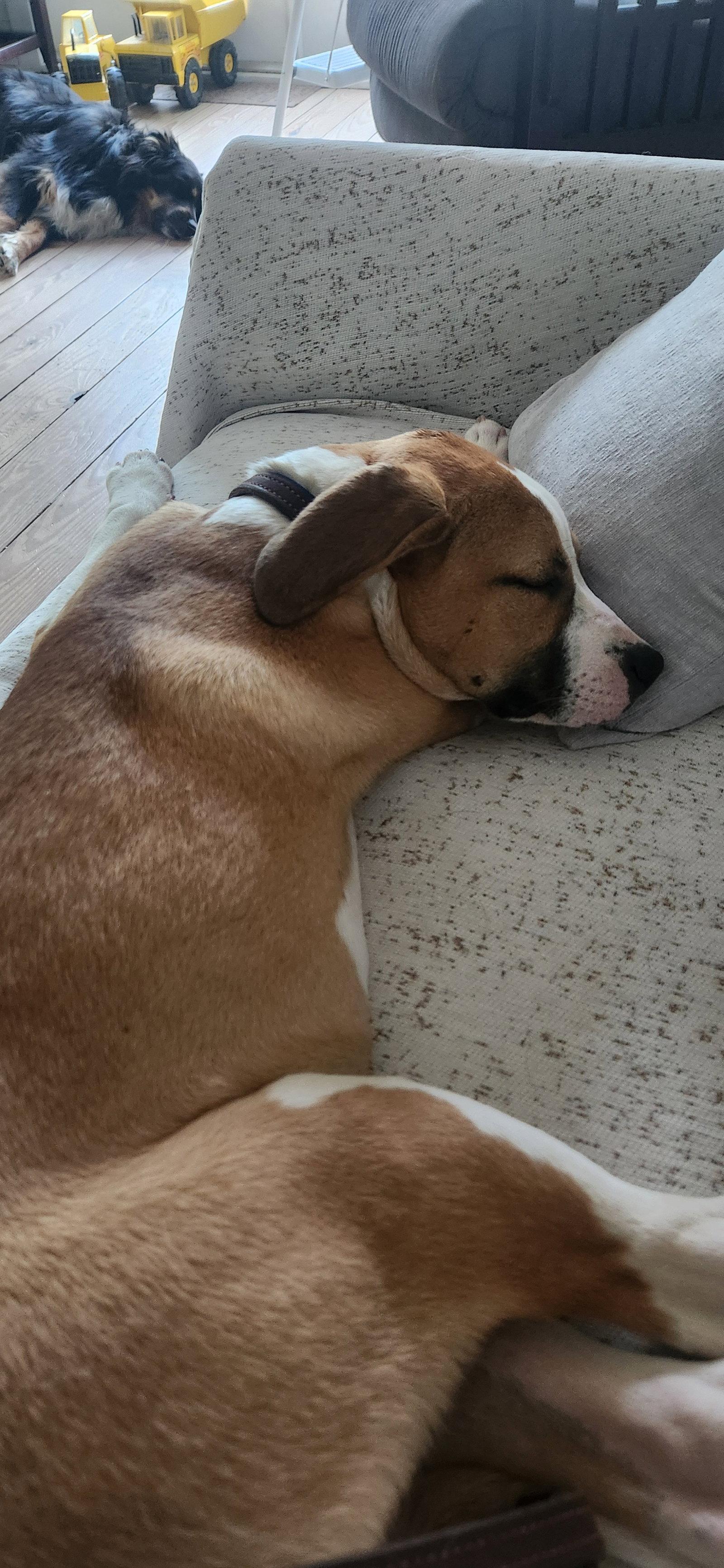 Hollie, Adoptable, Young Female Labrador Retriever & Hound.