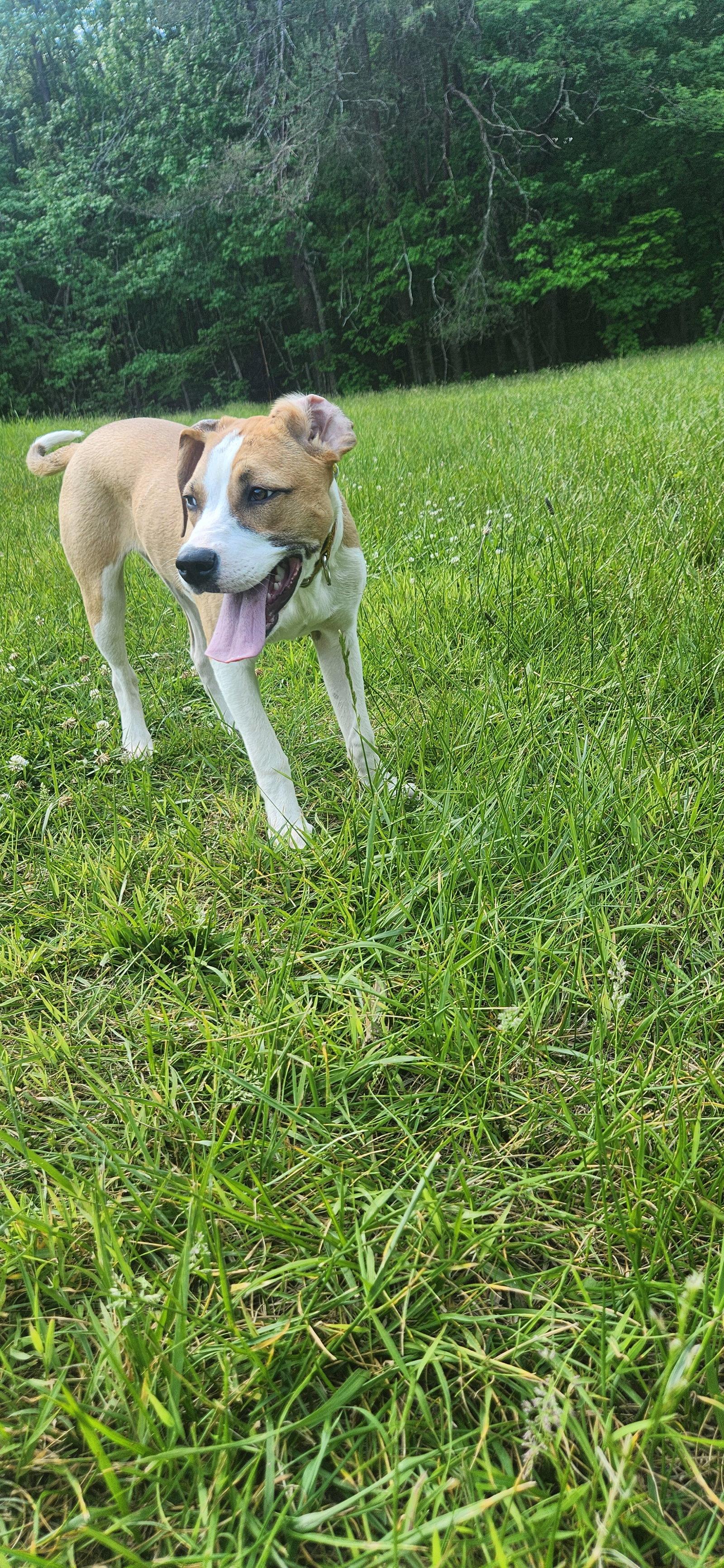 Hollie, a Adoptable mixed breed in Ball Ground, GA image 2/3