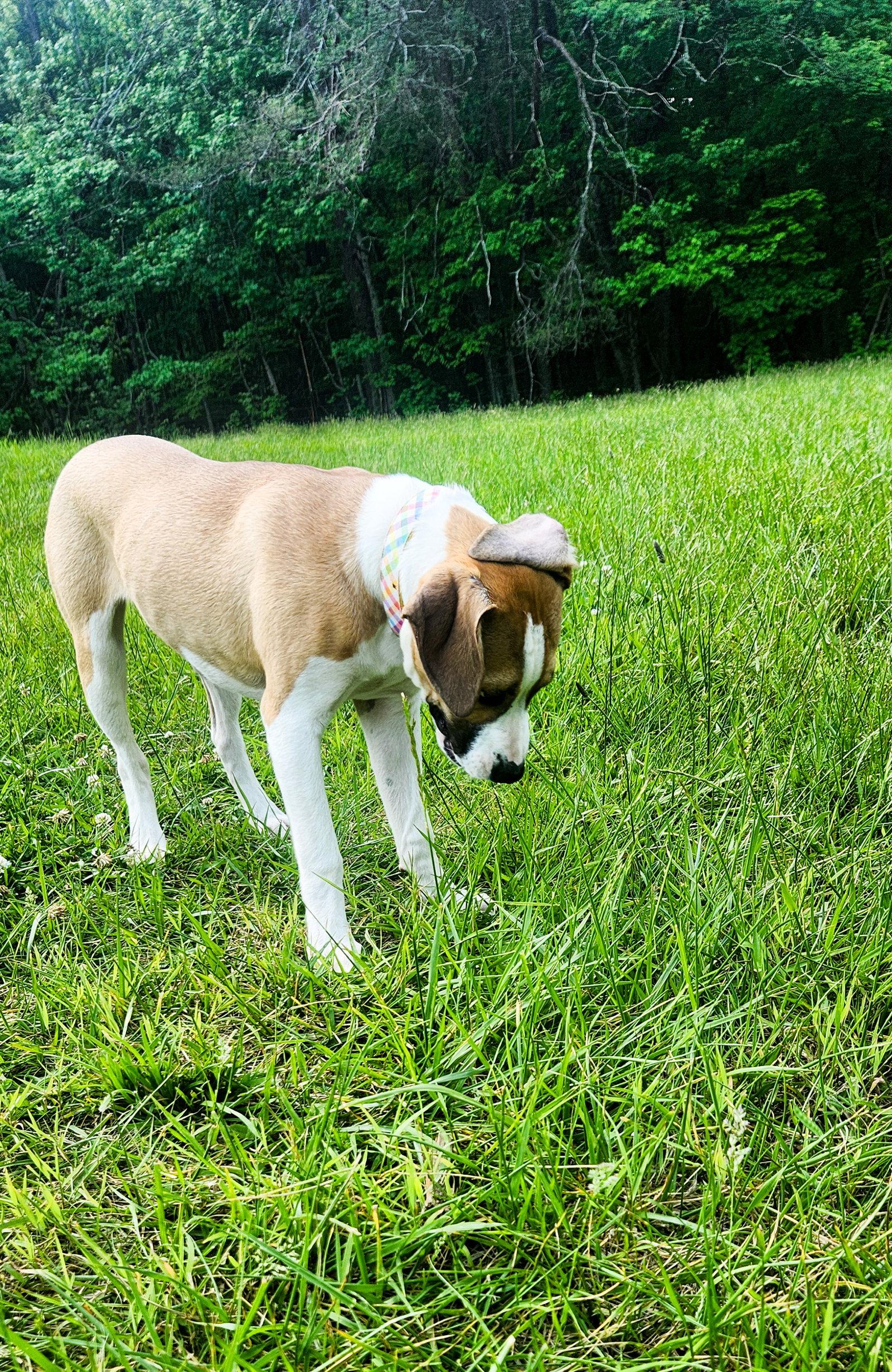 Hollie, a Adoptable mixed breed in Ball Ground, GA image 3/3