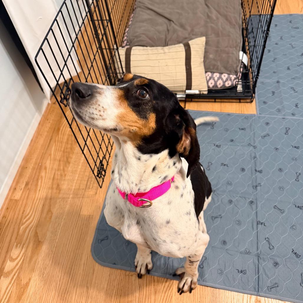 Polly, a Adoptable mixed breed in Chantilly, VA image 1/6