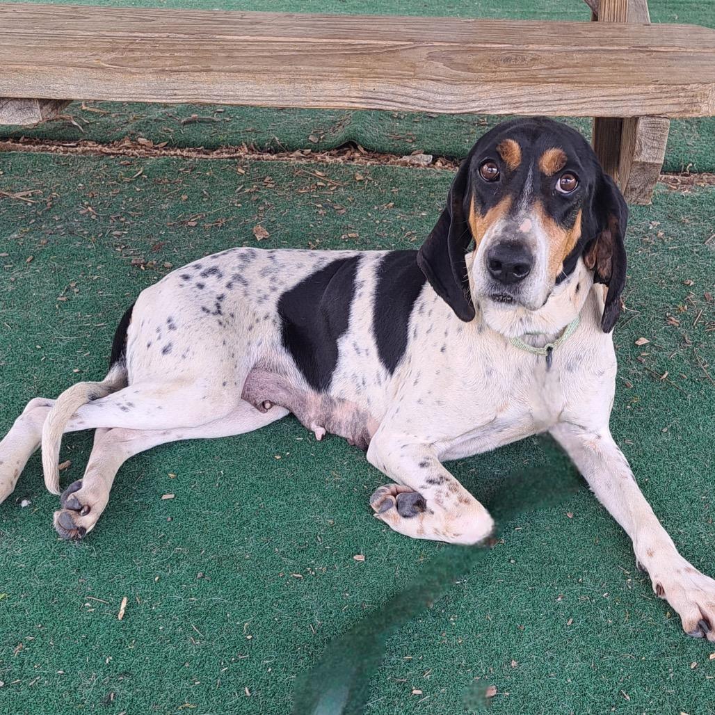 Polly, a Adoptable mixed breed in Chantilly, VA image 3/6