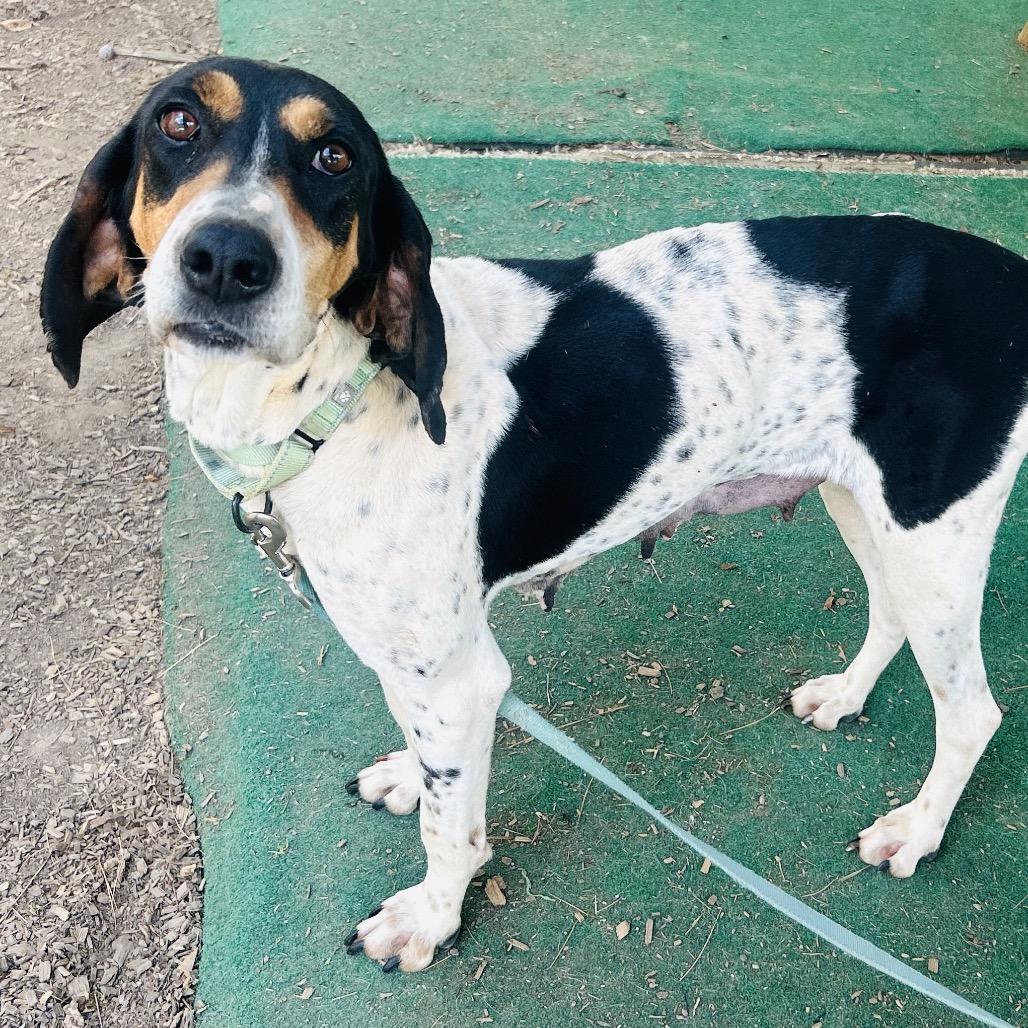 Polly, a Adoptable mixed breed in Chantilly, VA image 4/6