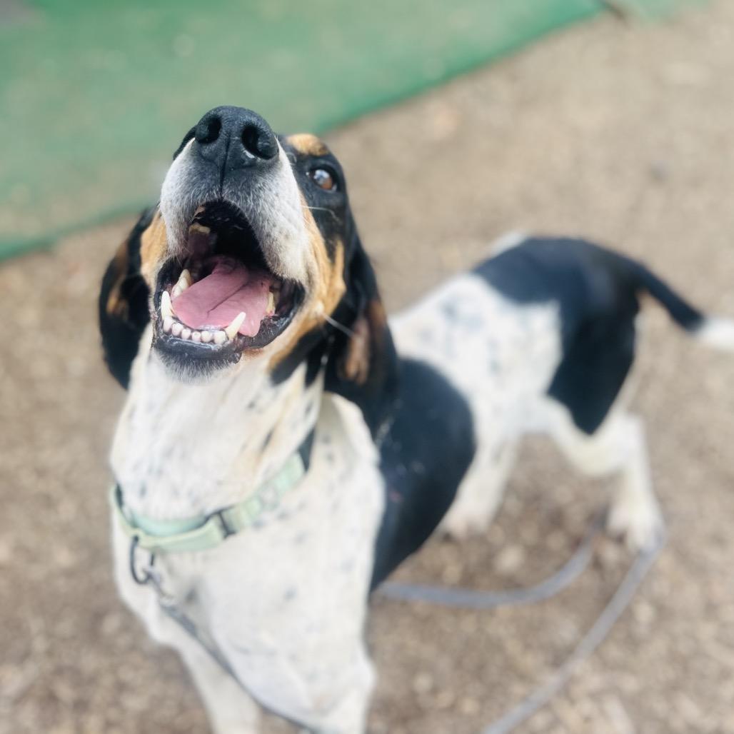 Polly, a Adoptable mixed breed in Chantilly, VA image 5/6