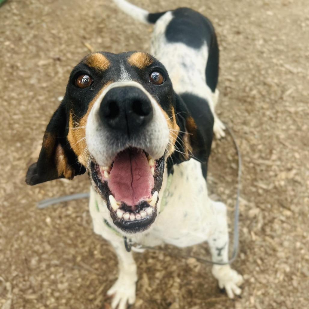 Polly, a Adoptable mixed breed in Chantilly, VA image 6/6