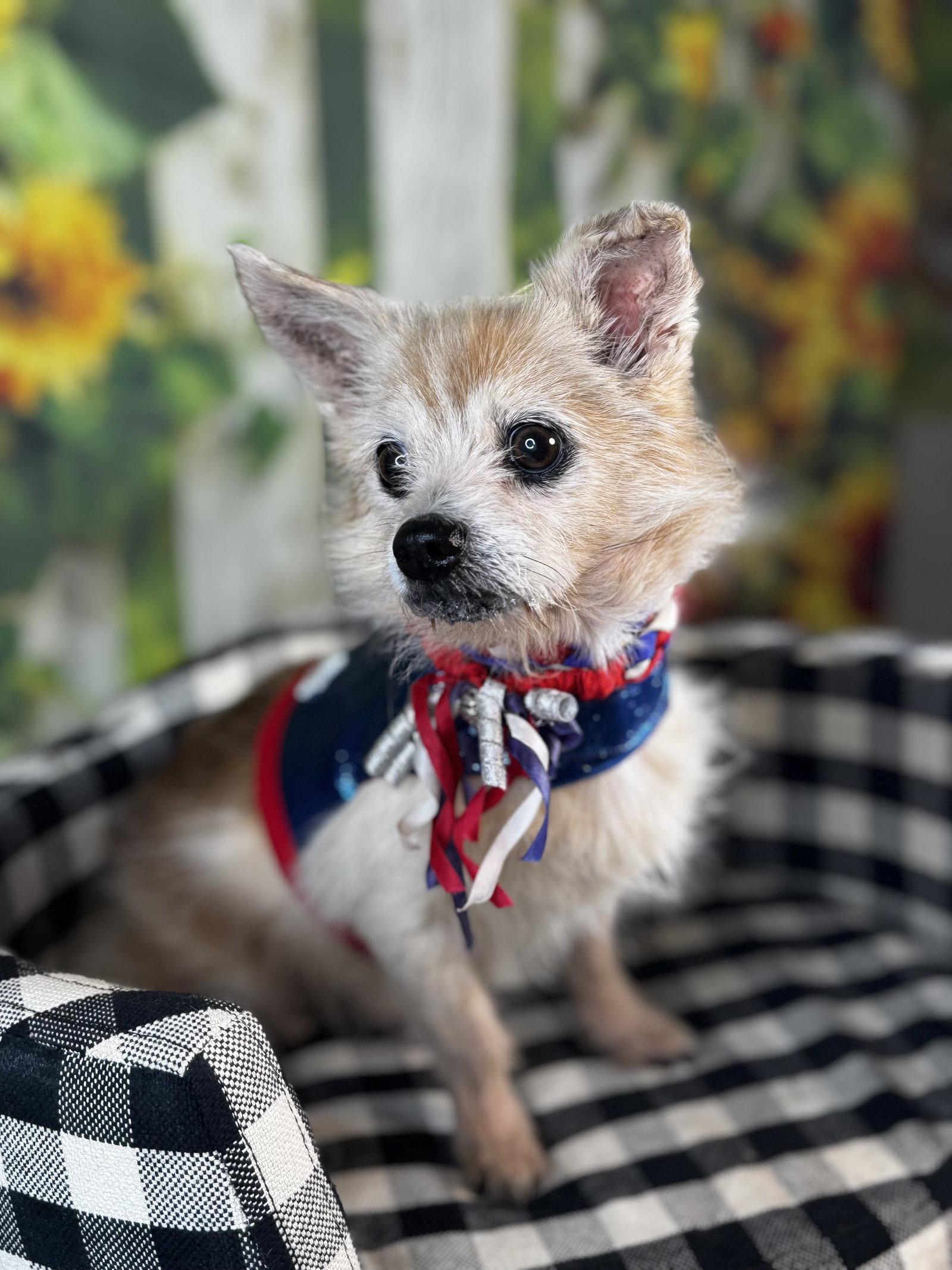 Enlarge Corey, a Adoptable mixed breed in Garland, TX image 1/3