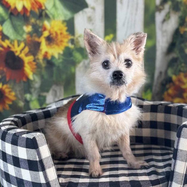 Enlarge Corey, a Adoptable mixed breed in Garland, TX image 2/3