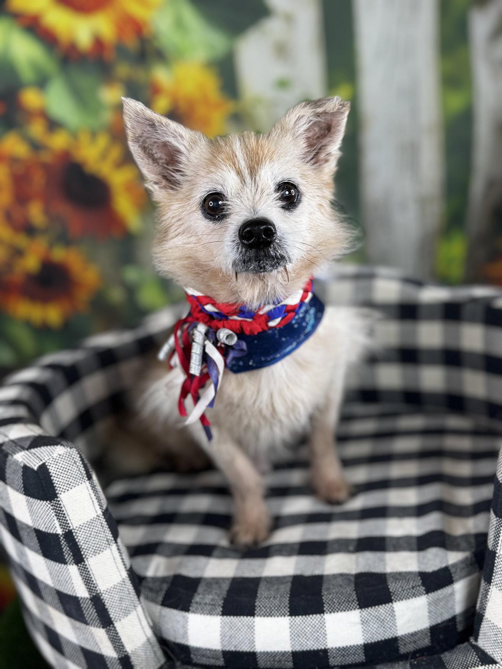 Enlarge Corey, a Adoptable mixed breed in Garland, TX image 3/3