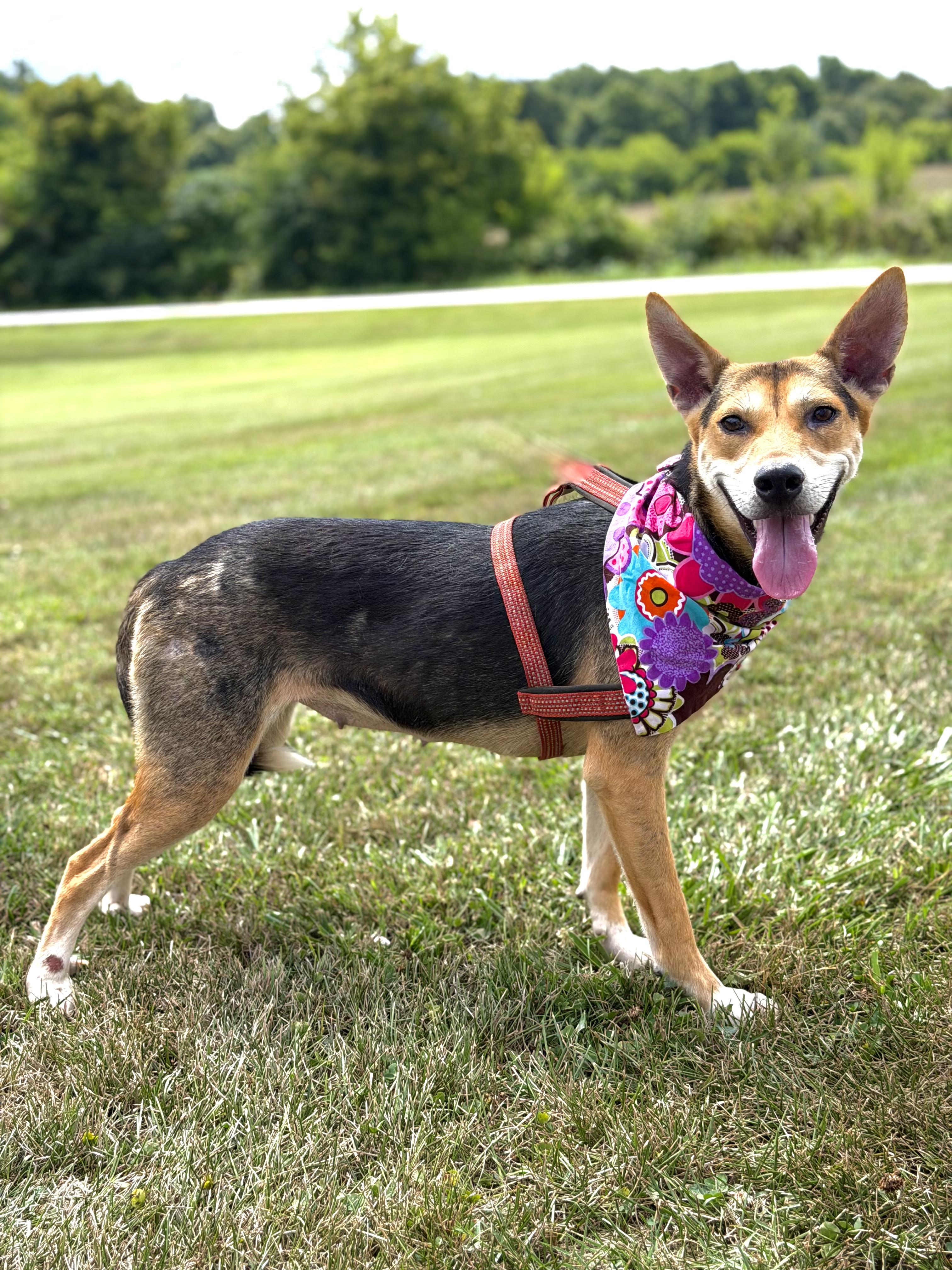 Olive, a ADOPTABLE German Shepherd Dog in Maryville, TN image 4/6