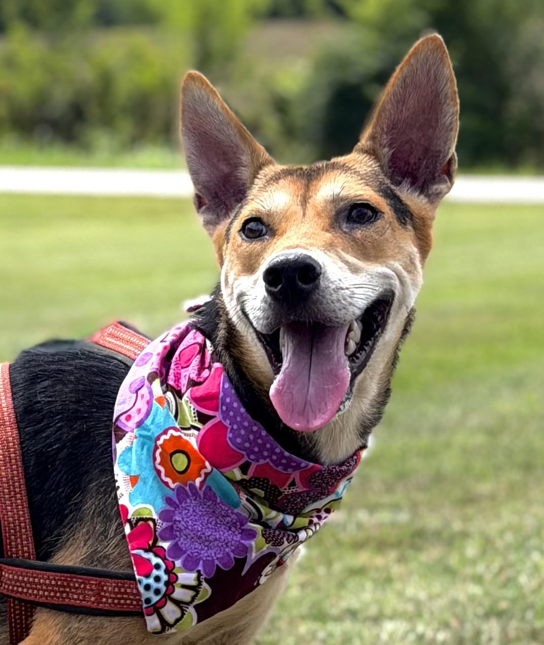 Olive, a ADOPTABLE German Shepherd Dog in Maryville, TN image 2/6