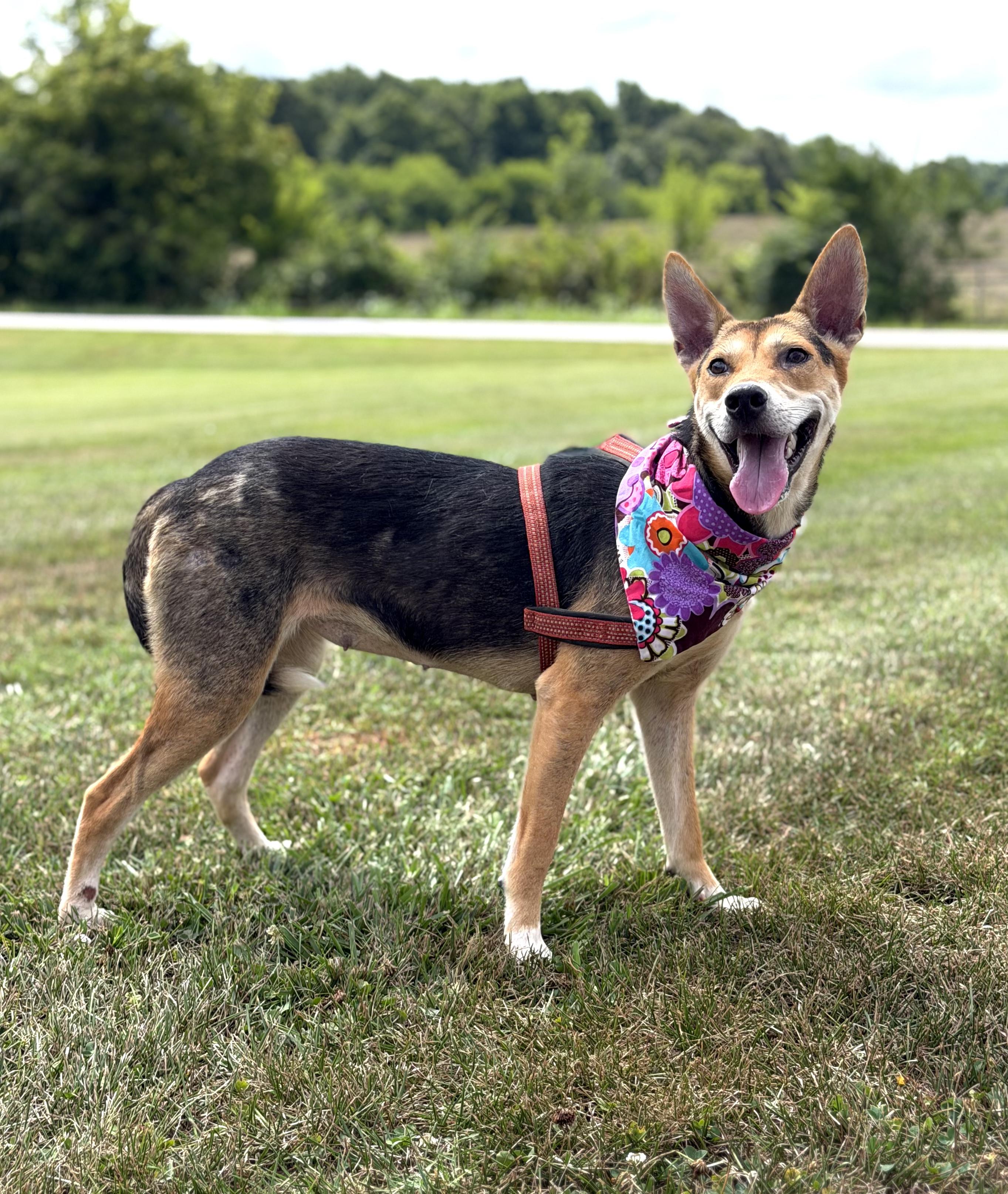 Olive, a ADOPTABLE German Shepherd Dog in Maryville, TN image 3/6