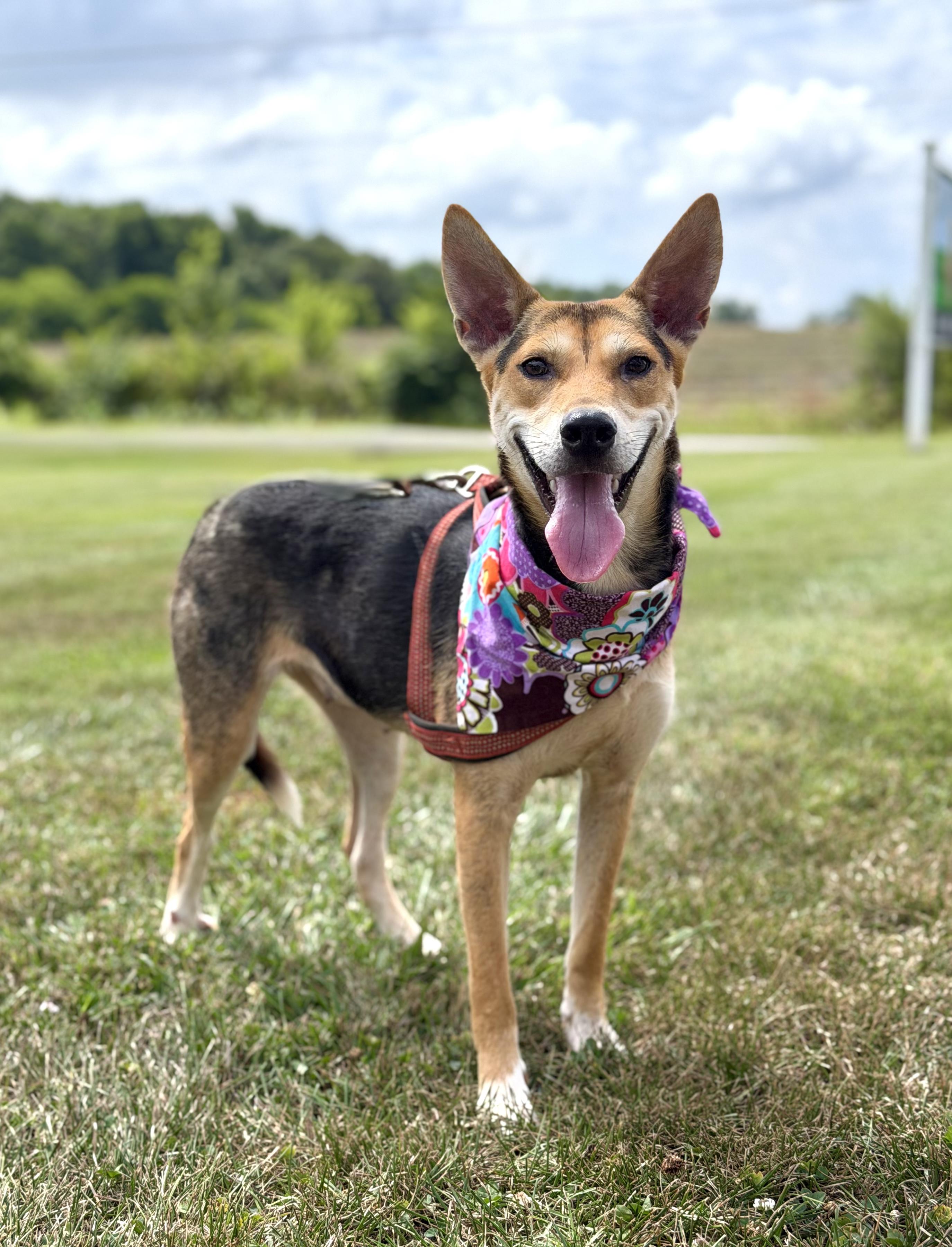 Olive, a ADOPTABLE German Shepherd Dog in Maryville, TN image 5/6