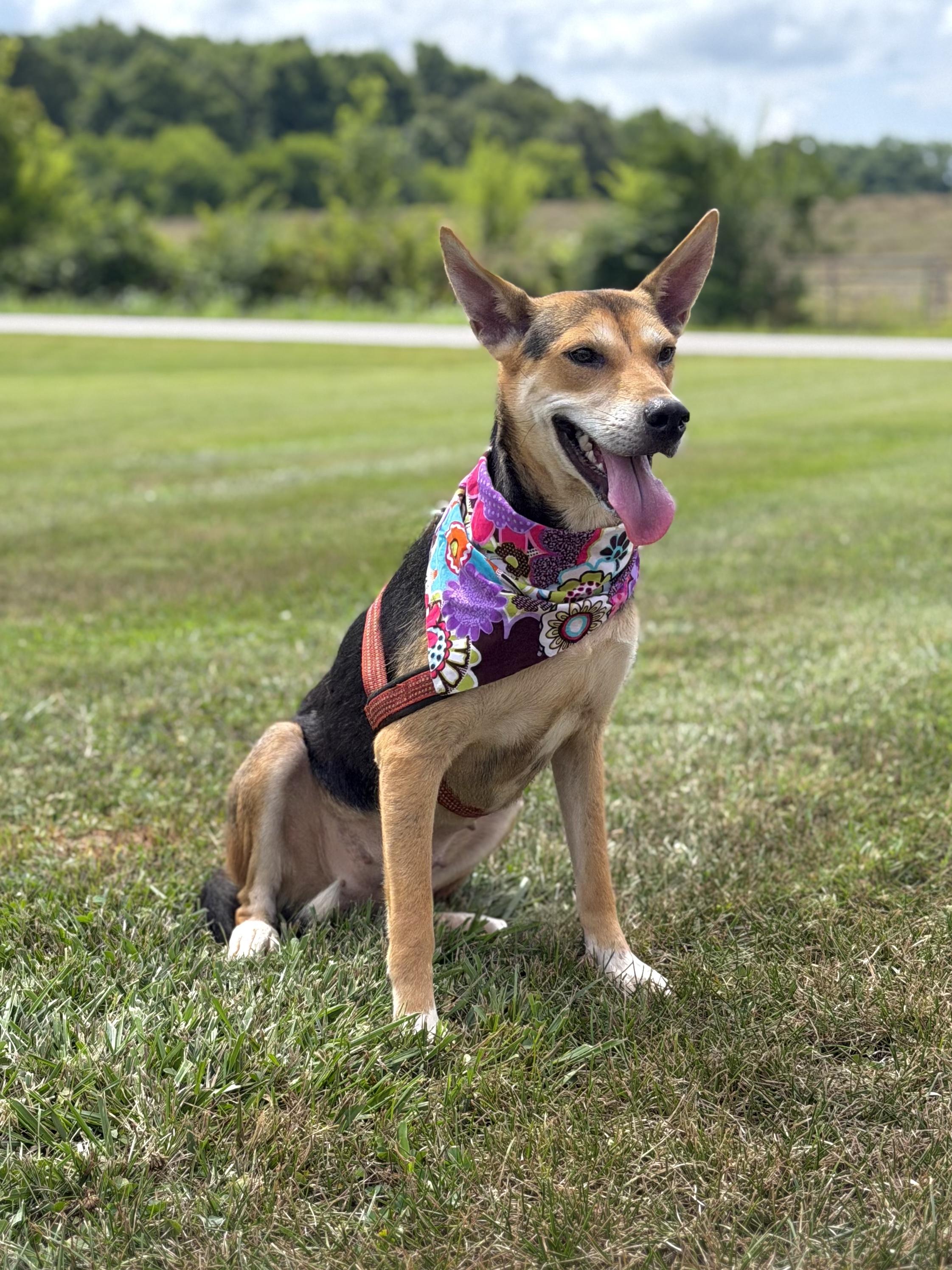 Olive, a ADOPTABLE German Shepherd Dog in Maryville, TN image 1/6
