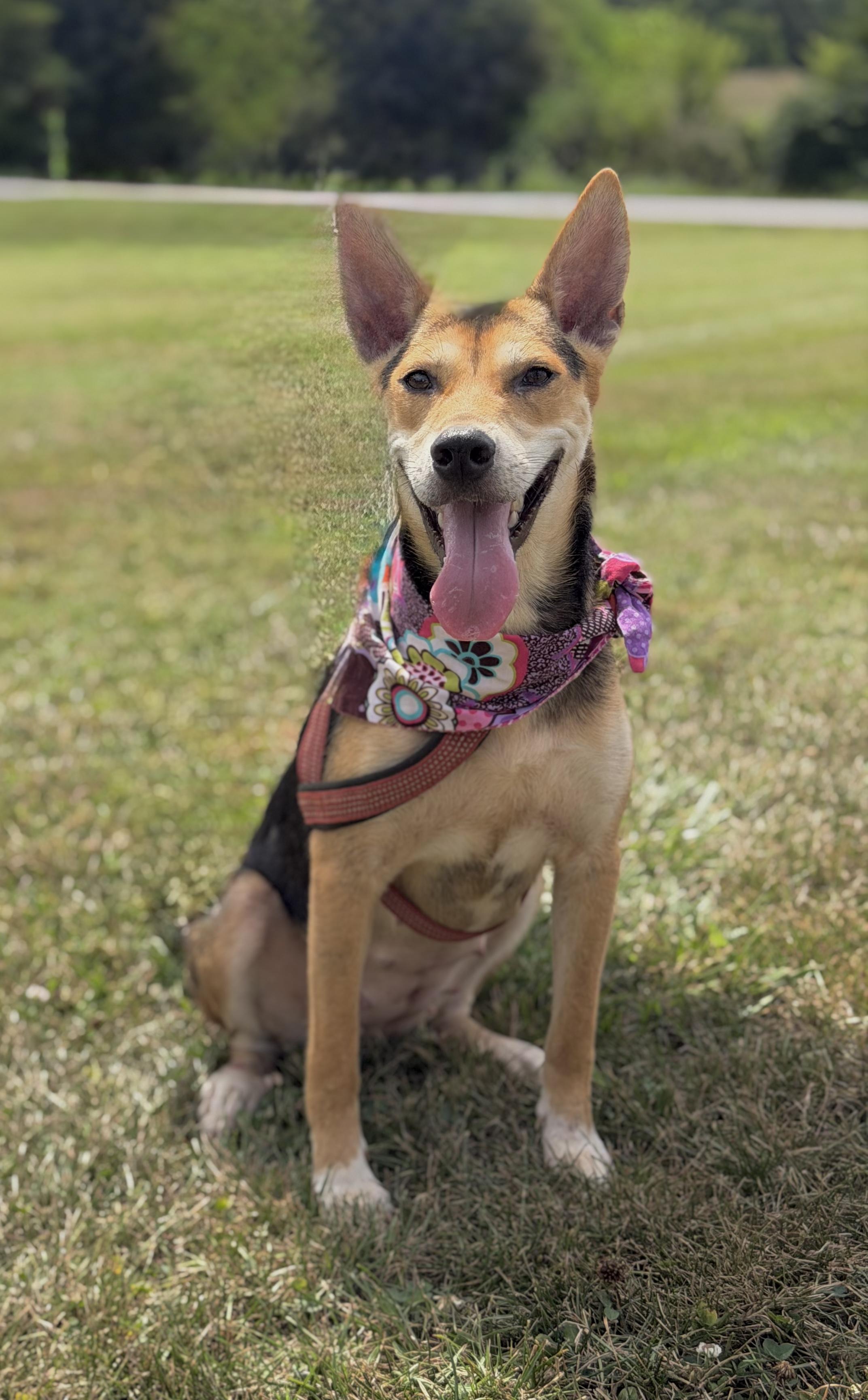 Olive, a ADOPTABLE German Shepherd Dog in Maryville, TN image 6/6