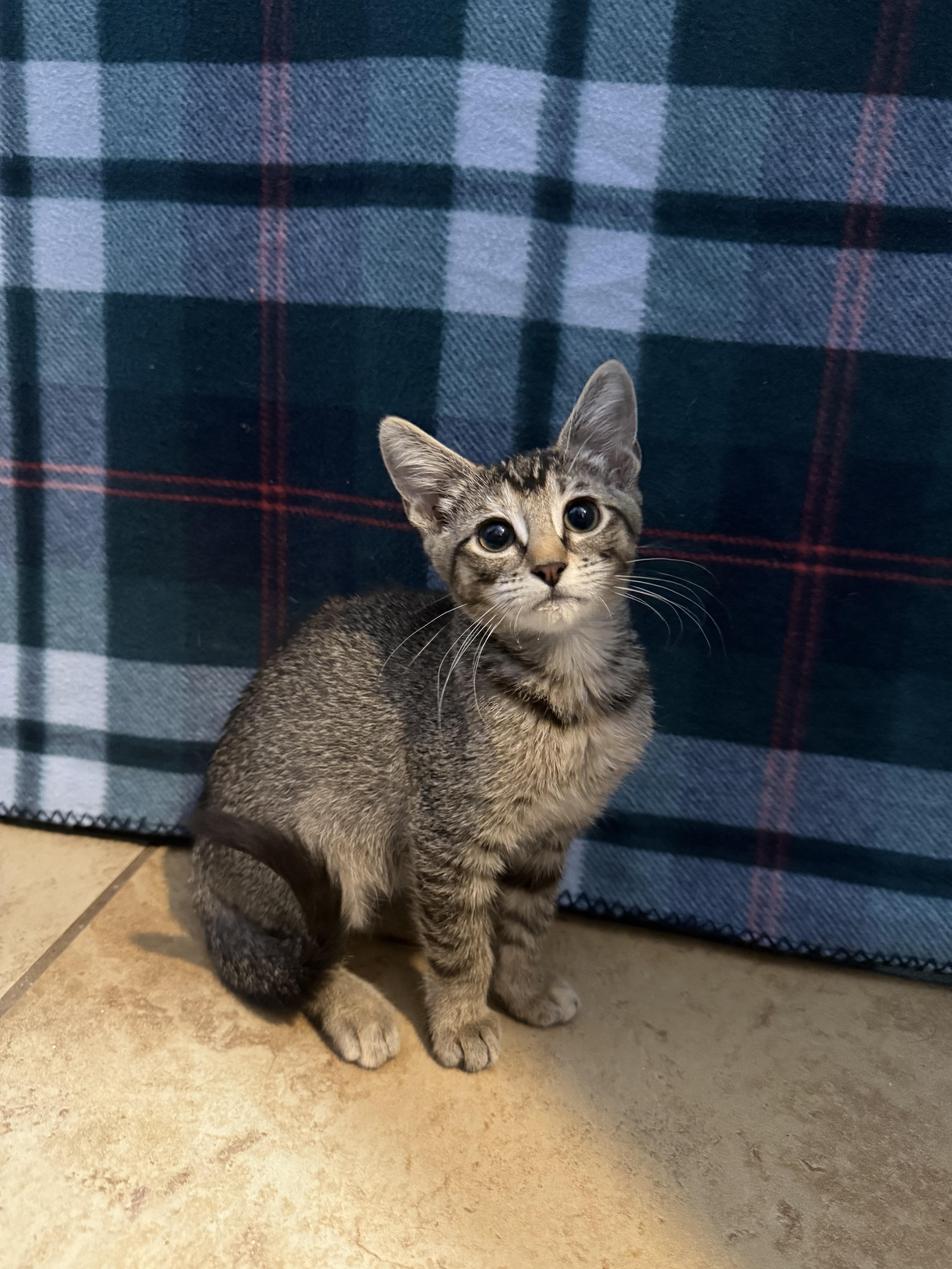 Bailey, Baby Female Domestic Short Hair