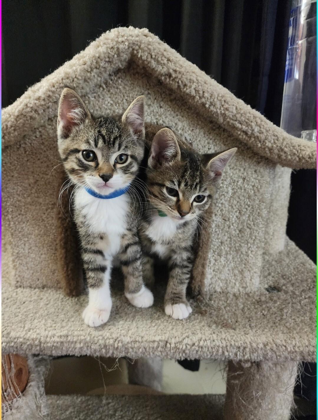 Xcalibur, a Adoptable Domestic Short Hair in Kennewick, WA image 1/4